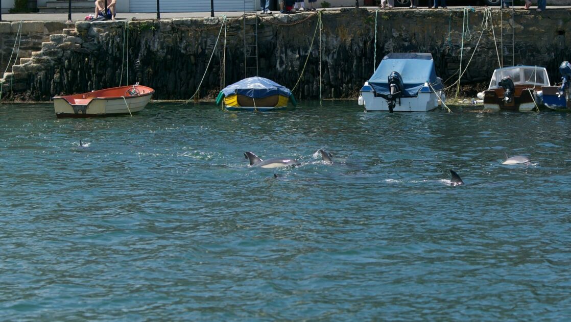 Common dolphins near the quay