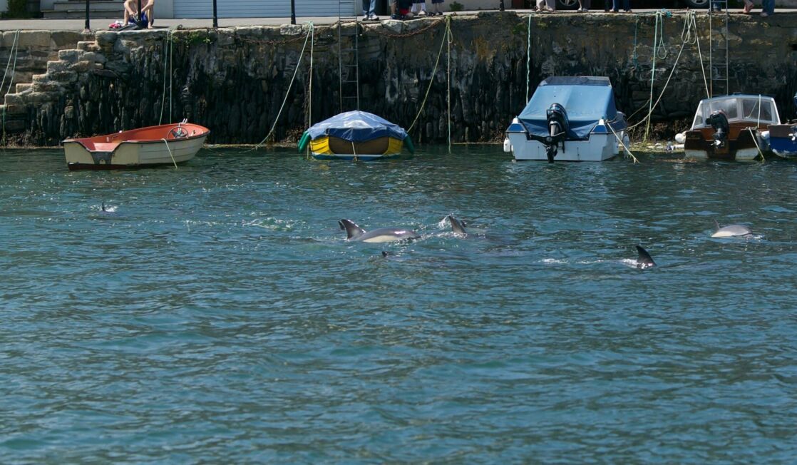 Common dolphins near the quay