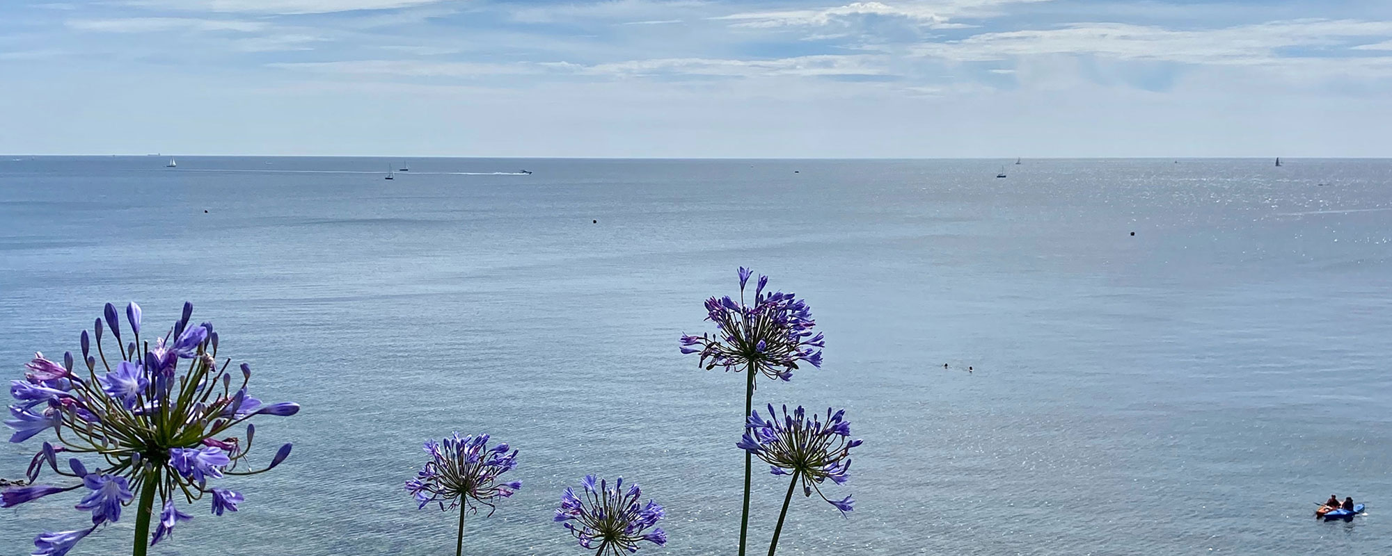 Agapanthus flowers with the sea in the background