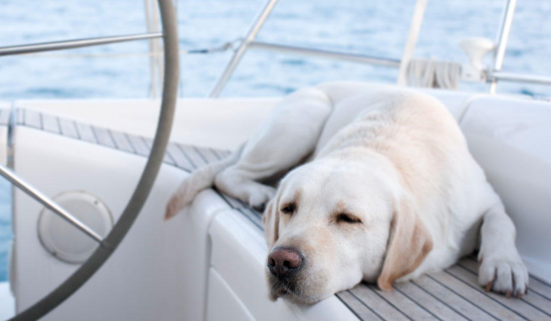 Dog on boat